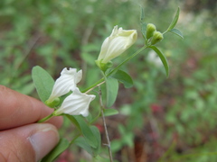 Scutellaria californica