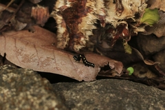 Oraesia emarginata