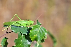 Tettigonia viridissima