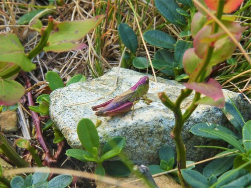Meadow grasshopper