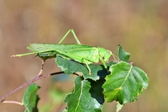 Tettigonia viridissima