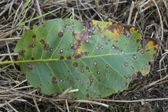 Ophiognomonia leptostyla