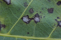 Ophiognomonia leptostyla