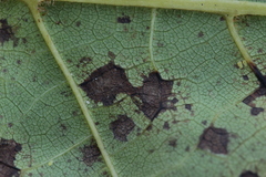 Ophiognomonia leptostyla