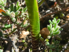 Lachenalia perryae