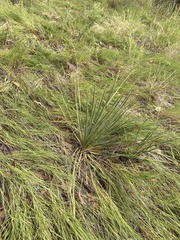 Yucca constricta