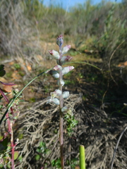 Lachenalia perryae