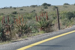 Aloe ferox