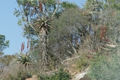 Aloe ferox