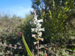 Lachenalia perryae