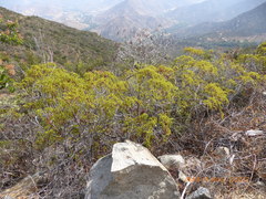 Chamaebatia australis