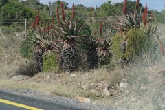 Aloe ferox
