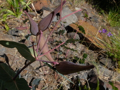 Asclepias cordifolia