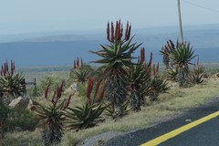 Aloe ferox