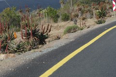 Aloe ferox