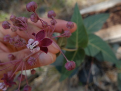 Asclepias cordifolia