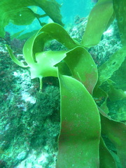 Laminaria ochroleuca