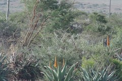 Aloe africana