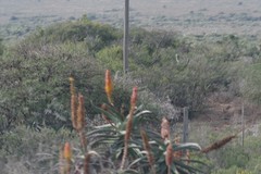 Aloe africana