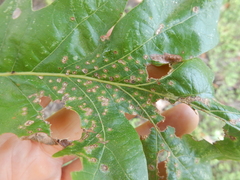 Neuroterus saltarius