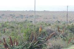 Aloe africana