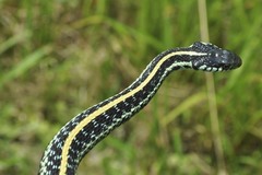 Thamnophis sirtalis annectens