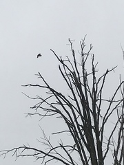 Colaptes