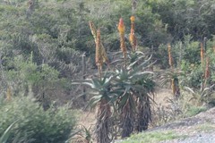 Aloe africana