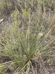 Yucca constricta