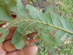 Neuroterus saltarius
