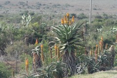 Aloe africana