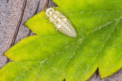 Psyllobora vigintimaculata