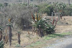 Aloe africana