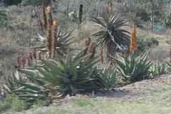 Aloe africana