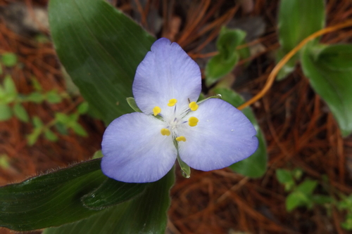 Matudanthus nanus (Matudanthus nanus)