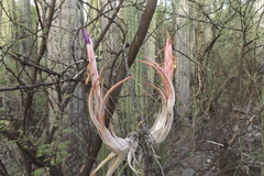 Tillandsia circinnatioides