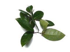 Ficus punctata