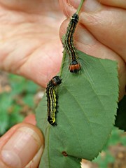 Acronicta radcliffei