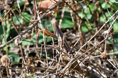 Mantis religiosa