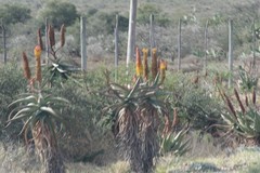 Aloe africana
