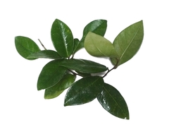 Ficus punctata
