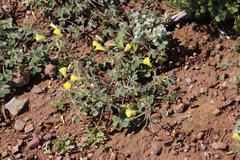 Oxalis pes-caprae sericea