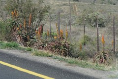 Aloe africana