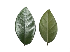 Ficus punctata