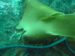 Laminaria ochroleuca