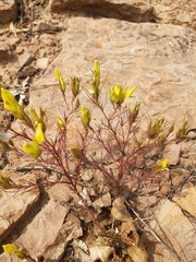 Cordylanthus wrightii