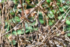 Mantis religiosa