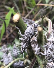 Cyphocleonus achates