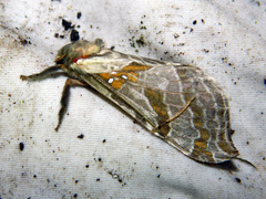 Sthenopis argenteomaculatus