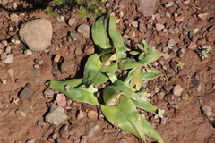 Colchicum eucomoides